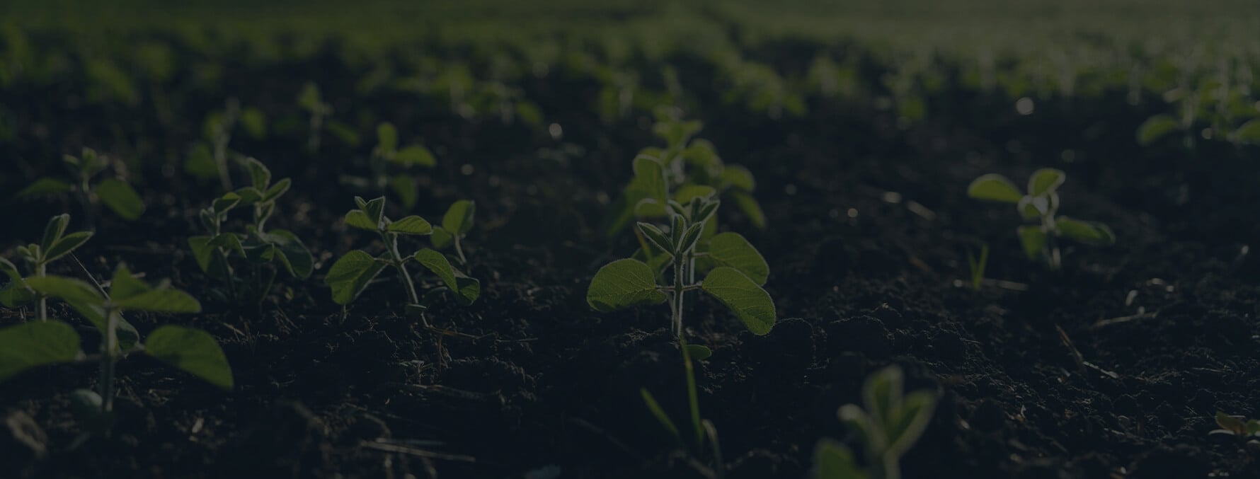 Soybean Sprouts